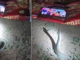 सांप भी निकला पवन सिंह का फैन ! मोबाइल पर आराम से देखता रहा भोजपुरी गाना, Video देख यूजर्स बोले- भोजपुरिया सांप है