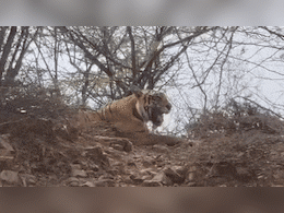 Rajasthan: रणथंभौर में टाइगर ने एक बार फिर फॉरेस्ट गार्ड समेत दो लोगों पर किया हमला, 55 दिन में चौथी घटना  Rajasthan: रणथंभौर में टाइगर ने एक बार फिर फॉरेस्ट गार्ड समेत दो लोगों पर किया हमला, 55 दिन में चौथी घटना