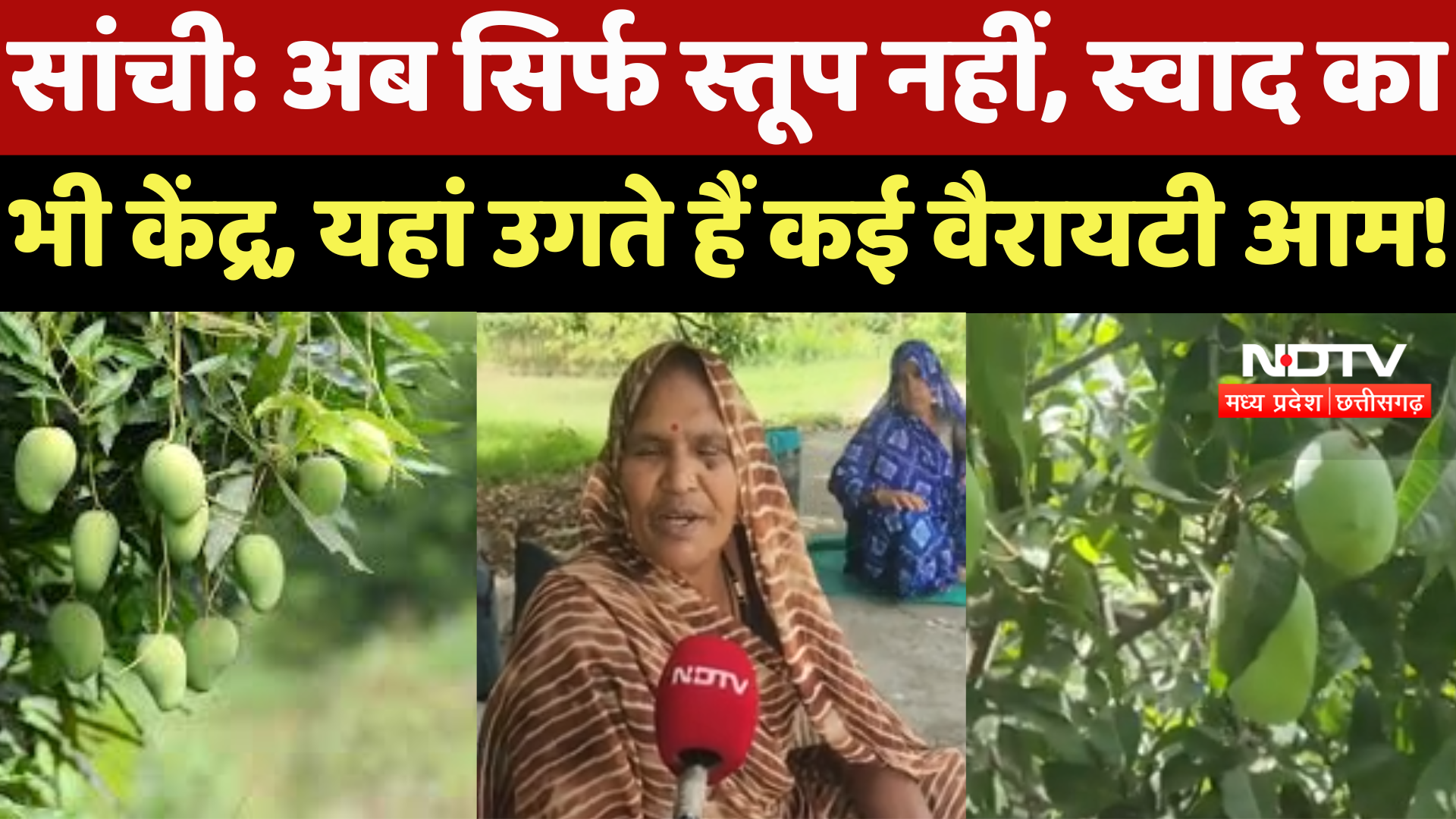 Sanchi अब सिर्फ स्तूप नहीं, स्वाद का भी केंद्र, यहां उगते हैं कई Variety के Mango !