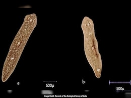 New Regenerating Flatworm Species 'Dugesia Punensis' Discovered In Pune New Regenerating Flatworm Species 'Dugesia Punensis' Discovered In Pune