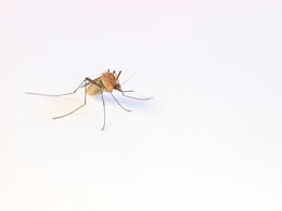 Flipkart Sale: अब हो जाएगी मच्छरों की छुट्टी, mosquito repellents और Fresheners कर लें स्टॉक Flipkart Sale: अब हो जाएगी मच्छरों की छुट्टी, mosquito repellents और Fresheners कर लें स्टॉक