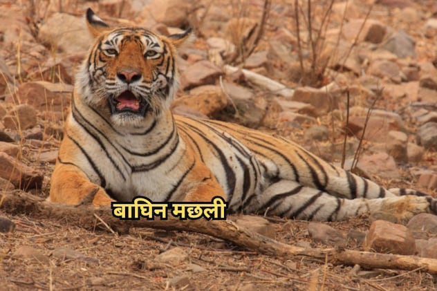 लेडी ऑफ द लेक मछली लेडी ऑफ द लेक मछली
