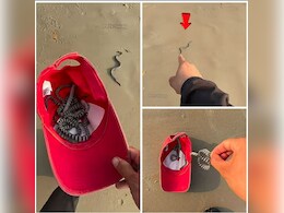बीच किनारे रेत पर तड़प रहे थे Sea Kraits सांप, शख्स ने दिखाया दम, उठाकर समंदर तक पहुंचाया
