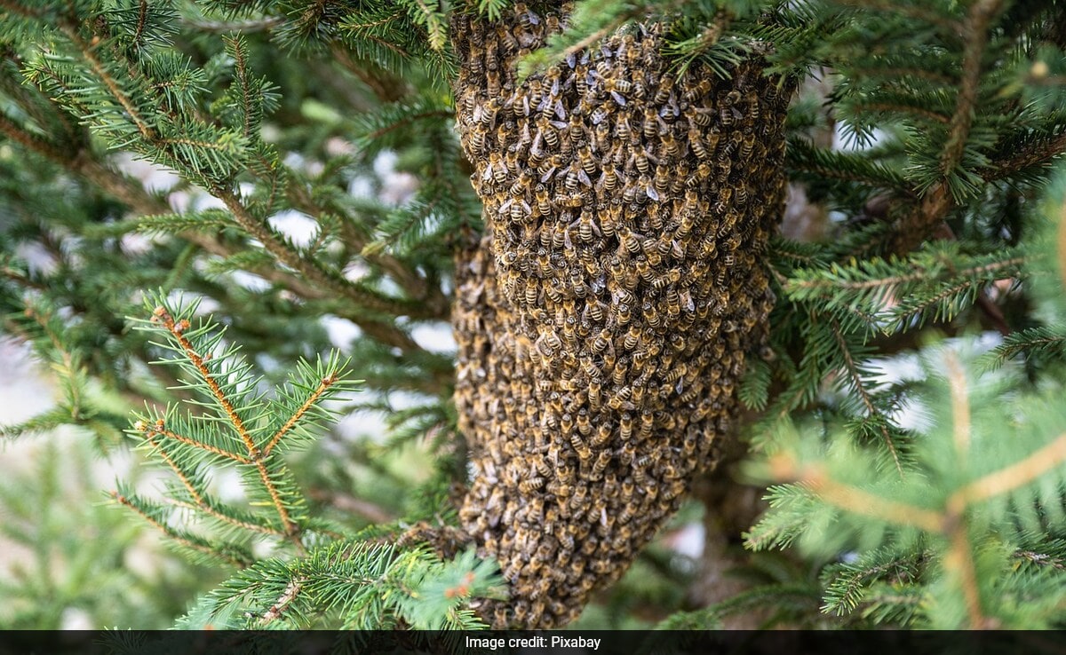 hamirpur una Започвайки своето скромно призвание за пчелар с оскъден Rs