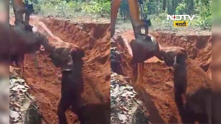 Baby Elephant Viral Video: मदतीनंतर कृतज्ञता! हत्तीच्या पिल्लाने JCBचे 'असे' मानले आभार; सुंदर VIDEO पाहाच