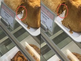 Watch: Cockroach Found On Food At Mumbai's Theobroma Outlet, Viral Video Sparks Outrage Watch: Cockroach Found On Food At Mumbai's Theobroma Outlet, Viral Video Sparks Outrage