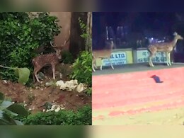 Balaghat: आखिर कहां से आ रहे ये जंगली जानवर? वन्य प्राणियों के आगमन से रिहायशी इलाकों में दहशत