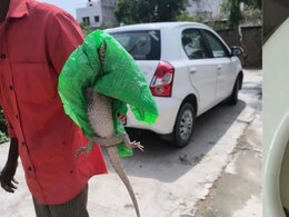 2-Foot-Long Monitor Lizard Emerges From Toilet In Rajasthan