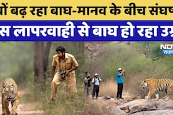 Ranthambore National Park: क्यों बढ़ रहा Tiger-मानव के बीच संघर्ष? Ranthambore National Park: क्यों बढ़ रहा Tiger-मानव के बीच संघर्ष?
