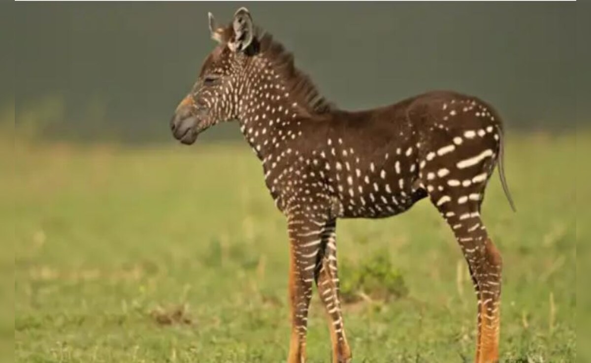 Latest and Breaking News on NDTV Latest and Breaking News on NDTV