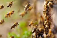 Can A Bee Sting Cause Heart Attack? What Doctor Said Can A Bee Sting Cause Heart Attack? What Doctor Said