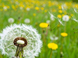 किडनी और लिवर के लिए संजीवनी है ये पौधा, जाने इसके फायदे और सेवन का तरीका किडनी और लिवर के लिए संजीवनी है ये पौधा, जाने इसके फायदे और सेवन का तरीका