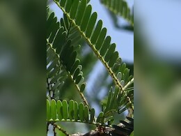 भूमि आंवला: डायबिटीज से लेकर फैटी लिवर तक कई मर्ज का काल है ये पत्ता, हेल्थ एक्सपर्ट ने बताया कैसे खाएं