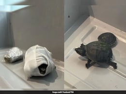 ब्रा में कछुए छिपा कर एयरपोर्ट पहुंची महिला, सुरक्षा जांच के दौरान दंग रह गए अधिकारी ब्रा में कछुए छिपा कर एयरपोर्ट पहुंची महिला, सुरक्षा जांच के दौरान दंग रह गए अधिकारी
