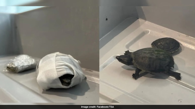 Woman Tries To Enter US Airport With Turtles In Bra, Caught By Security Agency Woman Tries To Enter US Airport With Turtles In Bra, Caught By Security Agency