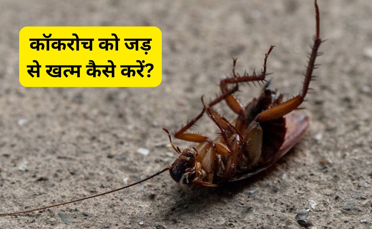 कॉकरोच को जड़ से खत्म कैसे करें? जानिए चीनी में क्या बनाकर बनाएं गोलियां, घर के कोने-कोने से निकलकर भागेंगे Cockroaches