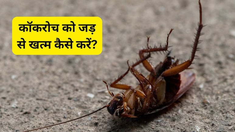 कॉकरोच को जड़ से खत्म कैसे करें? जानिए चीनी में क्या मिलाकर बनाएं गोलियां, घर के कोने-कोने से निकलकर भागेंगे Cockroaches