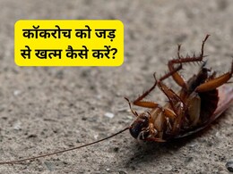 कॉकरोच को जड़ से खत्म कैसे करें? जानिए चीनी में क्या मिलाकर बनाएं गोलियां, घर के कोने-कोने से निकलकर भागेंगे C कॉकरोच को जड़ से खत्म कैसे करें? जानिए चीनी में क्या मिलाकर बनाएं गोलियां, घर के कोने-कोने से निकलकर भागेंगे C