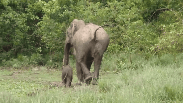 बिछड़े हाथी के बच्चे पर लगाया गया ऐसा लेप, झट से पहचान गई मां
