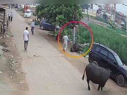 गाजियाबाद में करंट बनी काल! बिजली के खंभे के पास भैस ने 10 सेकंड बाद ही तोड़ा दम गाजियाबाद में करंट बनी काल! बिजली के खंभे के पास भैस ने 10 सेकंड बाद ही तोड़ा दम
