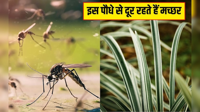 इस पौधे से दूर रहते हैं मच्छर, घर में लगा लिया तो एक भी नहीं भटकेगा आसपास, आज ही ले आएं खरीदकर