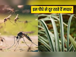 इस पौधे से दूर रहते हैं मच्छर, घर में लगा लिया तो एक भी नहीं भटकेगा आसपास, आज ही ले आएं खरीदकर इस पौधे से दूर रहते हैं मच्छर, घर में लगा लिया तो एक भी नहीं भटकेगा आसपास, आज ही ले आएं खरीदकर