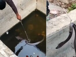 जब चूहे ने सांप पर बैठकर बचाई अपनी जान... Video कर देगा हैरान जब चूहे ने सांप पर बैठकर बचाई अपनी जान... Video कर देगा हैरान