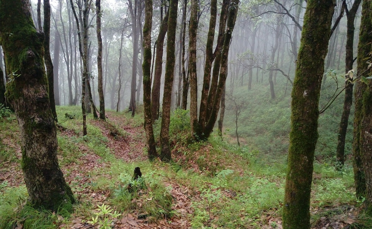 Chail Wildlife Sanctuary is perfect for adventurous travellers. Chail Wildlife Sanctuary is perfect for adventurous travellers.