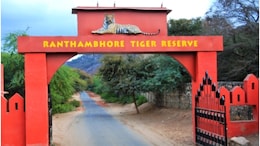 Ranthambore Safari Booking: रणथंभौर टाइगर रिजर्व ने लॉन्च की टिकट बुकिंग की नई वेबसाइट, अब हर पर्यटक से मांगी जाएगी ID; हुए ये बदलाव