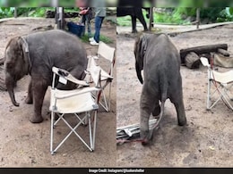 Watch: Baby Elephant's Adorable Fail At Sitting On Chair Wins Internet Watch: Baby Elephant's Adorable Fail At Sitting On Chair Wins Internet