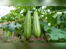 तोरई : डायबिटीज से त्वचा रोग तक, कई समस्याओं का एक समाधान 