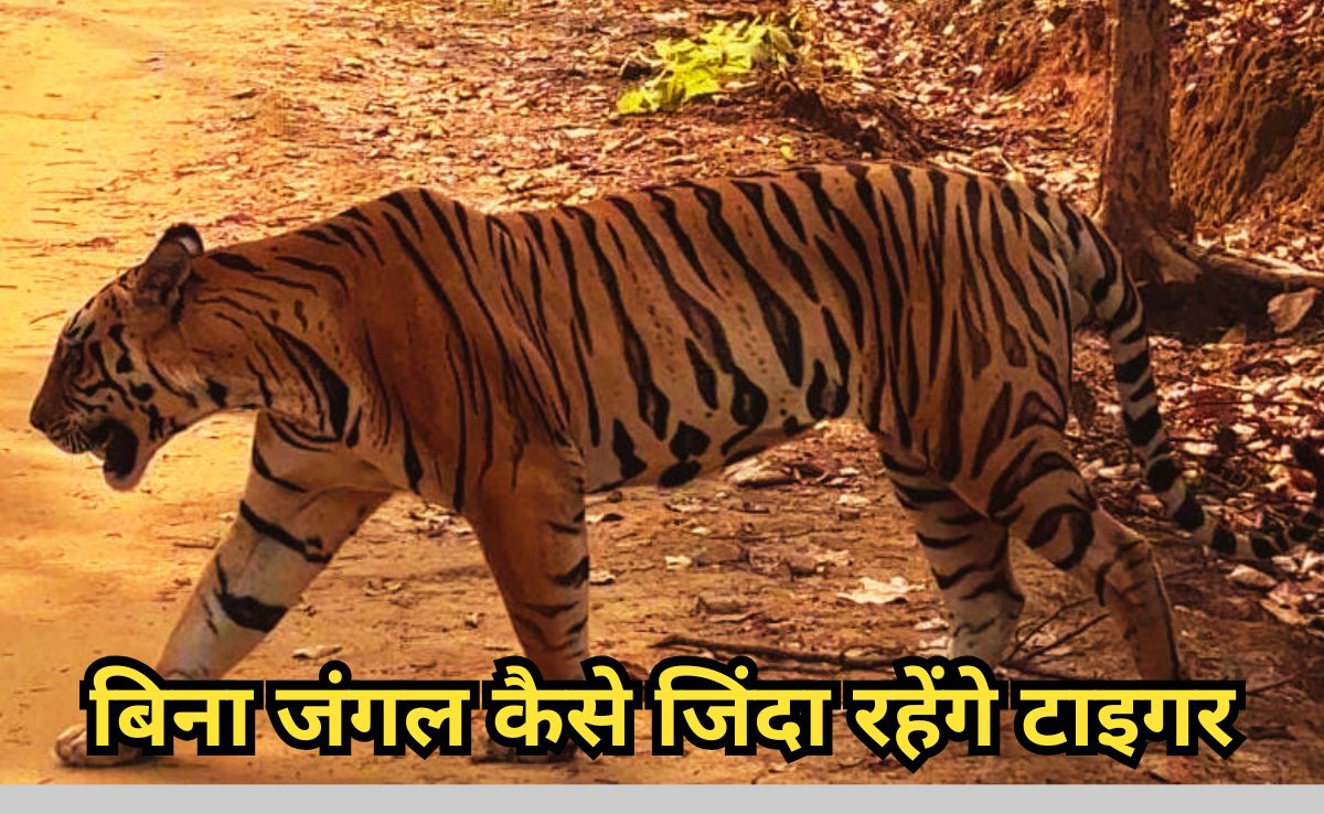 Territorial Conflict : टाइगर स्टेट एमपी में बढ़ा बाघों के बीच संघर्ष, घटते जंगल से गहराया अस्तित्व पर संकट