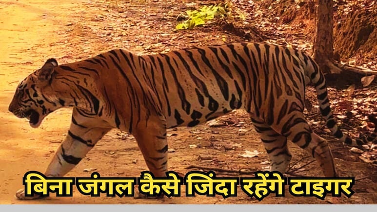 Territorial Conflict : टाइगर स्टेट एमपी में बढ़ा बाघों के बीच संघर्ष, घटते जंगल से गहराया अस्तित्व पर संकट Territorial Conflict : टाइगर स्टेट एमपी में बढ़ा बाघों के बीच संघर्ष, घटते जंगल से गहराया अस्तित्व पर संकट