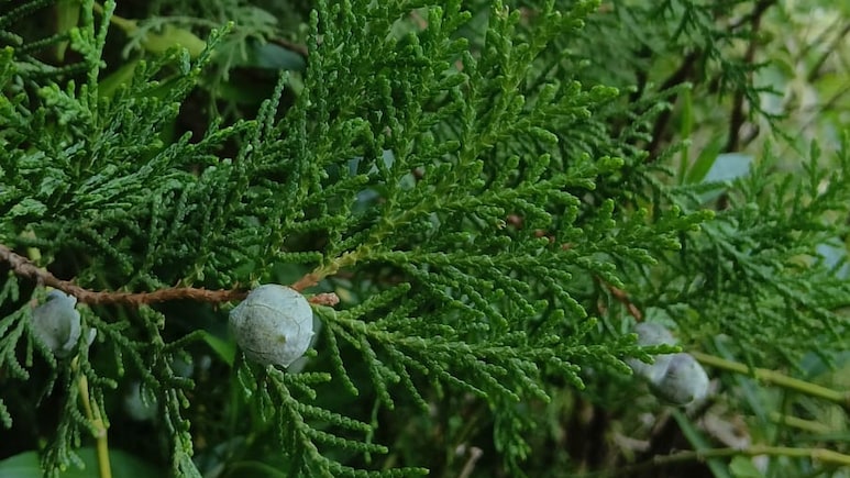 मोरपंखी : औषधीय गुणों से भरपूर खूबसूरत पौधा, इन बीमारियों में देता है राहत