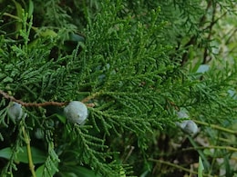 मोरपंखी : औषधीय गुणों से भरपूर खूबसूरत पौधा, इन बीमारियों में देता है राहत मोरपंखी : औषधीय गुणों से भरपूर खूबसूरत पौधा, इन बीमारियों में देता है राहत