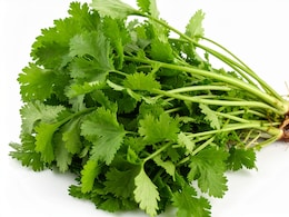 धनिया की पत्तियां: छोटा पौधा, जानें इसके अनोखे फायदे  धनिया की पत्तियां: छोटा पौधा, जानें इसके अनोखे फायदे