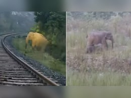 रेलवे पटरी पर जन्म, दो घंटे रुकी ट्रेन, हथिनी ने रेलवे ट्रैक पर दिया बच्चे को जन्म, इंसानियत की मिसाल बना रेलवे रेलवे पटरी पर जन्म, दो घंटे रुकी ट्रेन, हथिनी ने रेलवे ट्रैक पर दिया बच्चे को जन्म, इंसानियत की मिसाल बना रेलवे