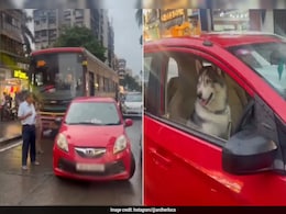 Car With Husky Behind The Wheel Causes Traffic Jam In Mumbai: "Supposed To Be Serious But..." Car With Husky Behind The Wheel Causes Traffic Jam In Mumbai: "Supposed To Be Serious But..."