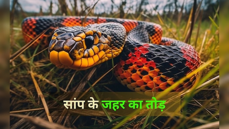 किसी को सांप काट ले तो सबसे पहले करें ये घरेलू उपाय, जानें कैसे बच सकती है जान