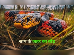 किसी को सांप काट ले तो सबसे पहले करें ये घरेलू उपाय, जानें कैसे बच सकती है जान किसी को सांप काट ले तो सबसे पहले करें ये घरेलू उपाय, जानें कैसे बच सकती है जान