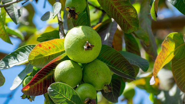 Guava Leaves For Hair: Heres how they can help you get long hair. Guava Leaves For Hair: Heres how they can help you get long hair.