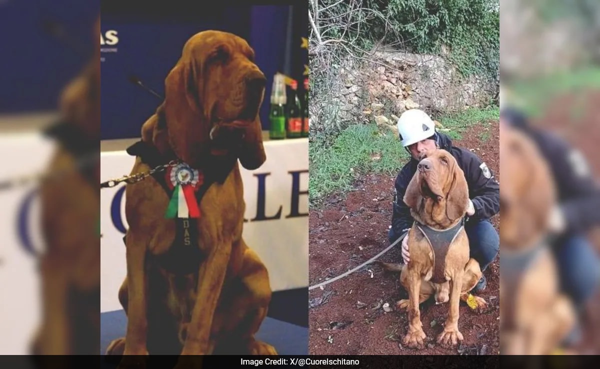 Снежно куче в Италия е убито след като яде колбаси