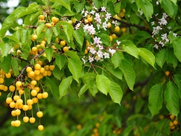 नीम जैसा दिखने वाला बकायन, सेहत के लिए है वरदान! जानें कैसे करें इस्तेमाल