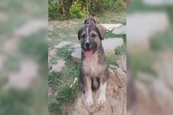 Dog's Bark Saves 67 Lives As Monsoon Wipes Out Village In Himachal's Mandi Dog's Bark Saves 67 Lives As Monsoon Wipes Out Village In Himachal's Mandi