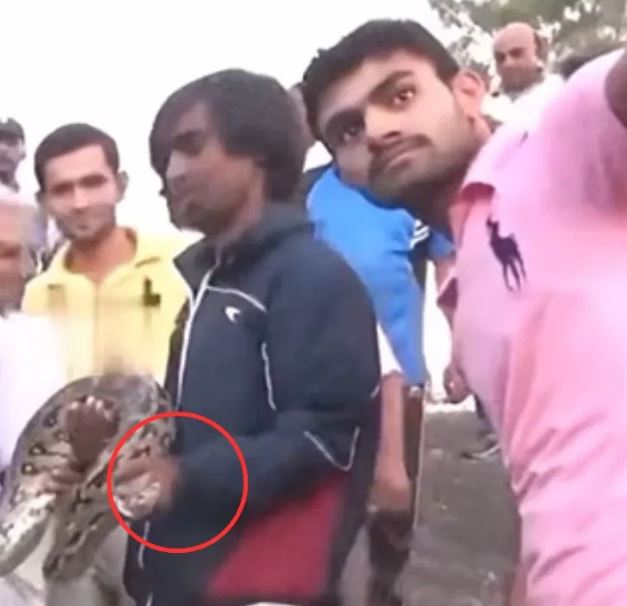 अजगर के साथ सेल्फी लेने चला था युवक, सांप ने दे दी 'लव बाइट', रोंगटे खड़े कर देगा ये Video