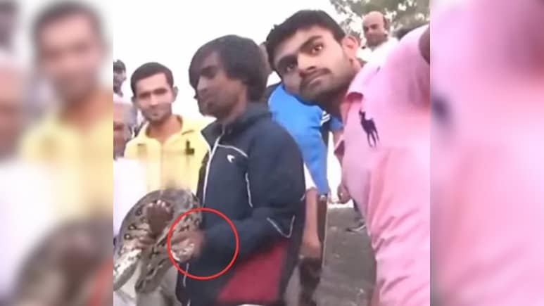 अजगर के साथ सेल्फी लेने चला था युवक, सांप ने दे दी 'लव बाइट', रोंगटे खड़े कर देगा ये Video