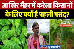 Maihar News : आखिर Bitter Melon farmers के लिए क्यों है मीठा ? Maihar News : आखिर Bitter Melon farmers के लिए क्यों है मीठा ?