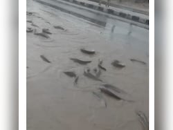 Video: Fish Flood Streets As Pond Overflows In Rain-Hit Rajasthan