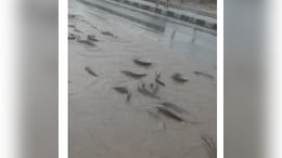 Video: Fish Flood Streets As Pond Overflows In Rain-Hit Rajasthan