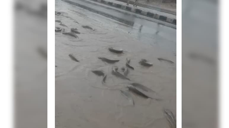 Video: Fish Flood Streets As Pond Overflows In Rain-Hit Rajasthan